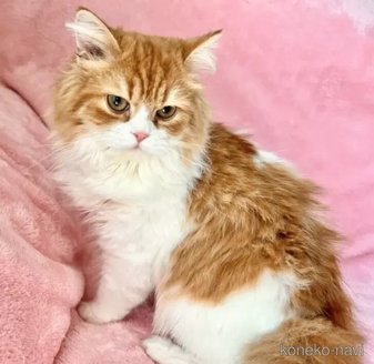販売中の静岡県のスコティッシュフォールド-116293の4枚目