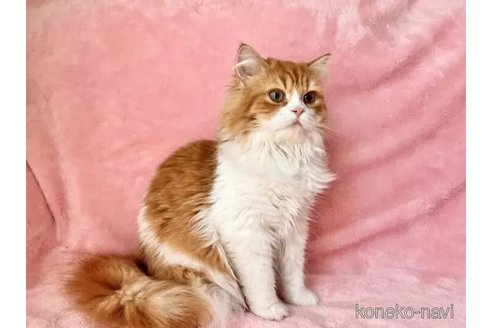 販売中の静岡県のスコティッシュフォールド-116293の6枚目