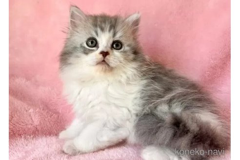 販売中の静岡県のスコティッシュフォールド-116295の2枚目
