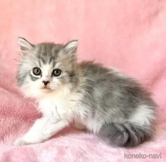 販売中の静岡県のスコティッシュフォールド-116295の5枚目