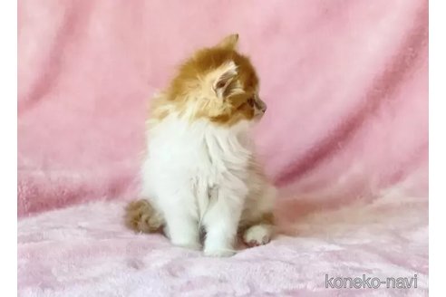 販売中の静岡県のスコティッシュフォールド-116297の3枚目