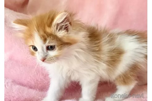 販売中の静岡県のスコティッシュフォールド-116297の2枚目