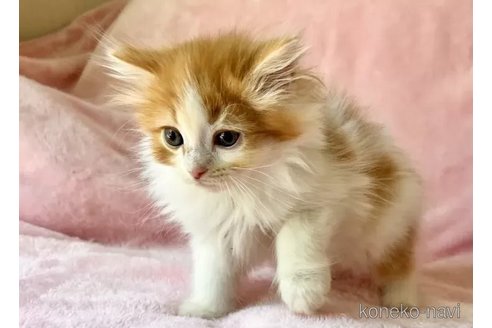販売中の静岡県のスコティッシュフォールド-116297の4枚目