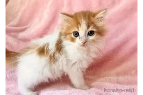 販売中の静岡県のスコティッシュフォールド-116297の5枚目