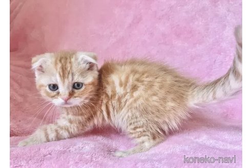 販売中の静岡県のスコティッシュフォールド(折れ耳)-116299の5枚目
