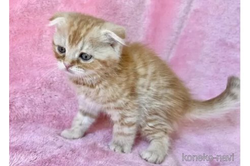 販売中の静岡県のスコティッシュフォールド(折れ耳)-116299の2枚目