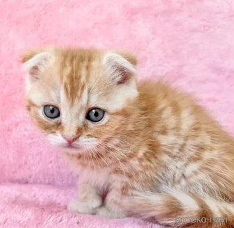 販売中の静岡県のスコティッシュフォールド(折れ耳)-116299の4枚目