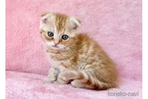 販売中の静岡県のスコティッシュフォールド(折れ耳)-116299の3枚目