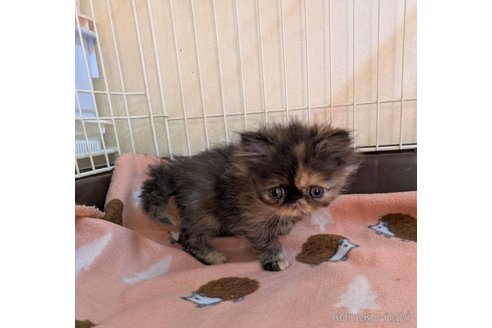 販売中の青森県のエキゾチックロングヘア-116300の2枚目