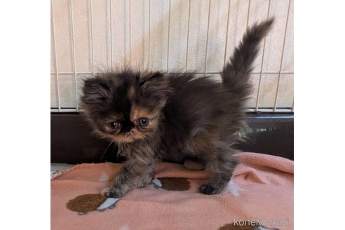 販売中の青森県のエキゾチックロングヘア-116300の4枚目