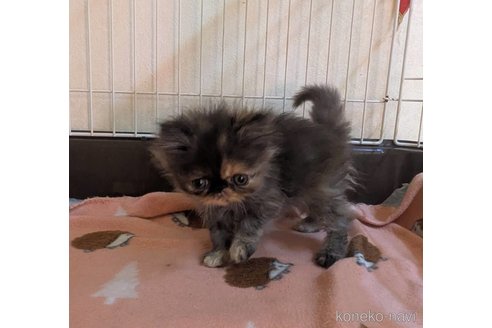 販売中の青森県のエキゾチックロングヘア-116300の5枚目