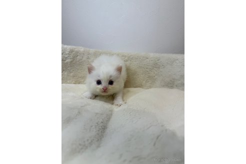 販売中の埼玉県のラグドール-116275の2枚目