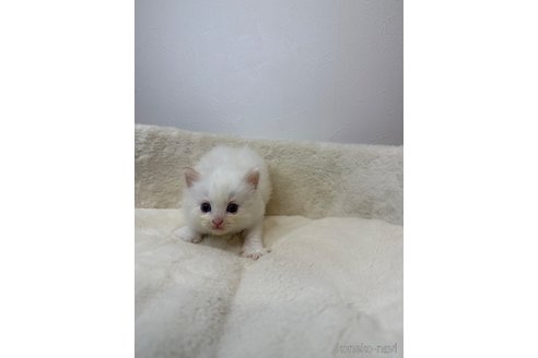 販売中の埼玉県のラグドール-116275の4枚目