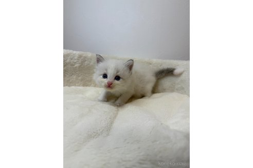 販売中の埼玉県のラグドール-116274の2枚目
