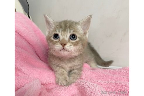 販売中の埼玉県のマンチカン(短足)-116301の1枚目