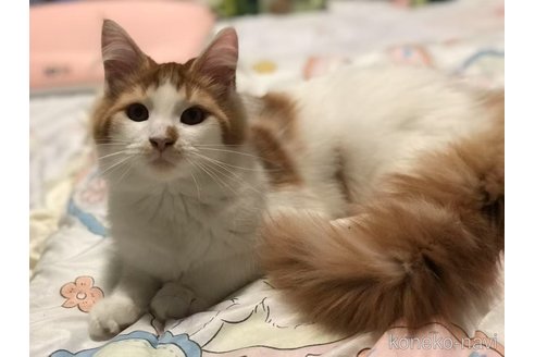 販売中の京都府のメインクーン-107697の4枚目