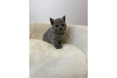 販売中の埼玉県のシャルトリュー-116258の4枚目