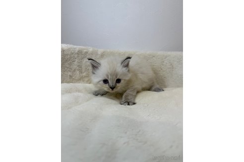販売中の埼玉県のネヴァマスカレード-116253の2枚目
