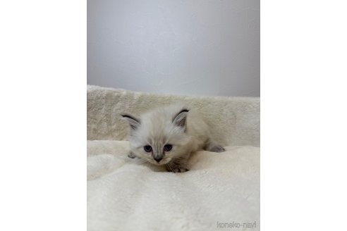 販売中の埼玉県のネヴァマスカレード-116253の3枚目