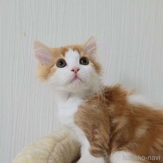 商談中の埼玉県のラガマフィン-116307の2枚目