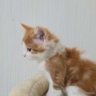 商談中の埼玉県のラガマフィン-116307の3枚目