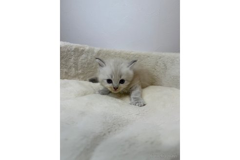 販売中の埼玉県のネヴァマスカレード-116252の2枚目