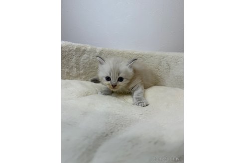 販売中の埼玉県のネヴァマスカレード-116252の3枚目