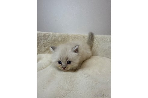 販売中の埼玉県のネヴァマスカレード-116250の4枚目