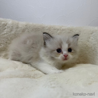 販売中の埼玉県のネヴァマスカレード-116249の1枚目