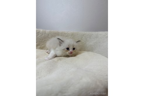 販売中の埼玉県のネヴァマスカレード-116248の4枚目