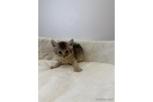 販売中の埼玉県のソマリ-116245の2枚目