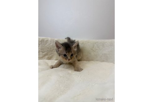 販売中の埼玉県のソマリ-116245の3枚目