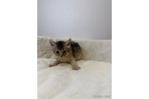 販売中の埼玉県のソマリ-116245の4枚目