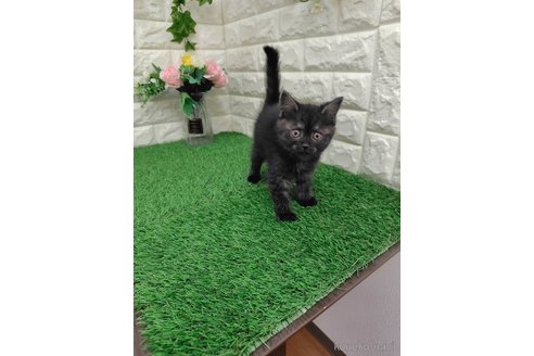 販売中の岡山県のマンチカン-116318の7枚目