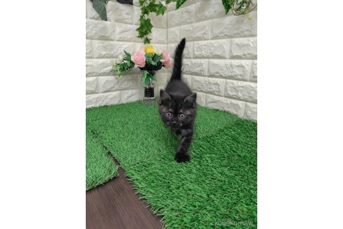 販売中の岡山県のマンチカン-116318の8枚目