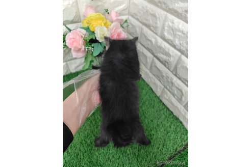 販売中の岡山県のマンチカン-116318の3枚目