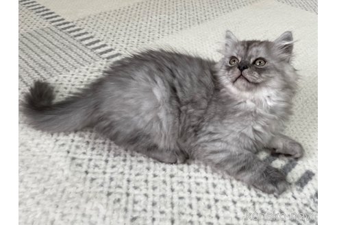 販売中の愛知県のミヌエット-111672の7枚目