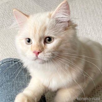 商談中の愛知県のミヌエット-105325の4枚目