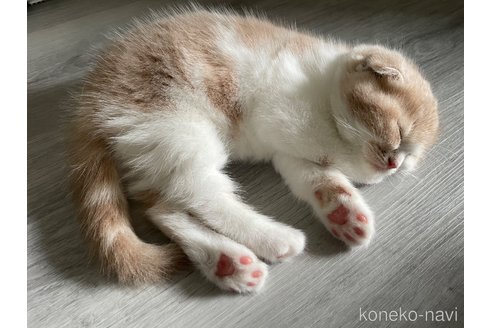 販売中の鹿児島県のマンチカン-116321の3枚目