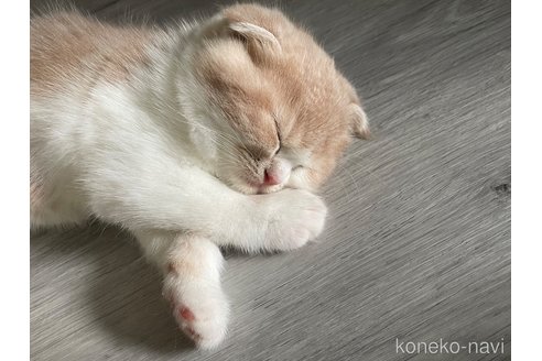 販売中の鹿児島県のマンチカン-116321の4枚目