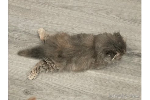 販売中の鹿児島県のマンチカン-116323の4枚目