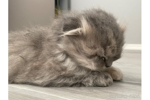 販売中の鹿児島県のマンチカン-116323の5枚目
