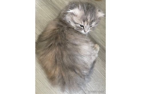 販売中の鹿児島県のマンチカン-116323の3枚目