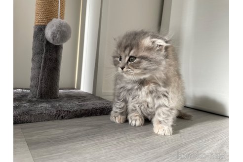 販売中の鹿児島県のマンチカン-116323の2枚目