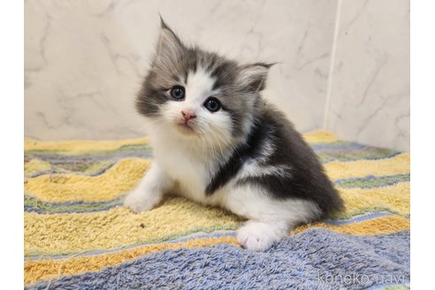 販売中の北海道のノルウェージャンフォレストキャット-116327の8枚目