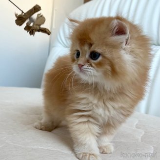 販売中の福岡県のスコティッシュフォールド-115219の4枚目
