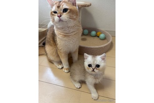 販売中の東京都のミックス-115317の2枚目