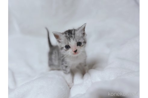 販売中の鹿児島県のスコティッシュフォールド-112701の8枚目