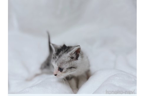 販売中の鹿児島県のスコティッシュフォールド-112701の12枚目
