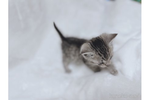 販売中の鹿児島県のスコティッシュフォールド-112700の10枚目